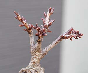 枯山水キット ( 龍安寺 )+ 旭山桜苔玉  器  天然孟宗竹飾り台セット 枯山水セット 枯山水 zengarden karesansui