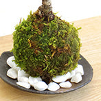 枯山水キット ( 龍安寺 )+ 旭山桜苔玉  器  天然孟宗竹飾り台セット 枯山水セット 枯山水 zengarden karesansui