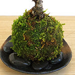 枯山水キット ( 龍安寺 )+ 旭山桜苔玉  器  天然孟宗竹飾り台セット 枯山水セット 枯山水 zengarden karesansui