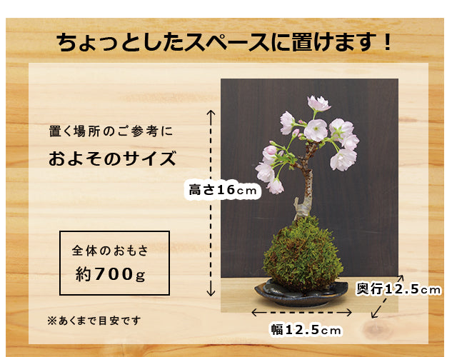 枯山水キット ( 龍安寺 )+ 旭山桜苔玉  器  天然孟宗竹飾り台セット 枯山水セット 枯山水 zengarden karesansui