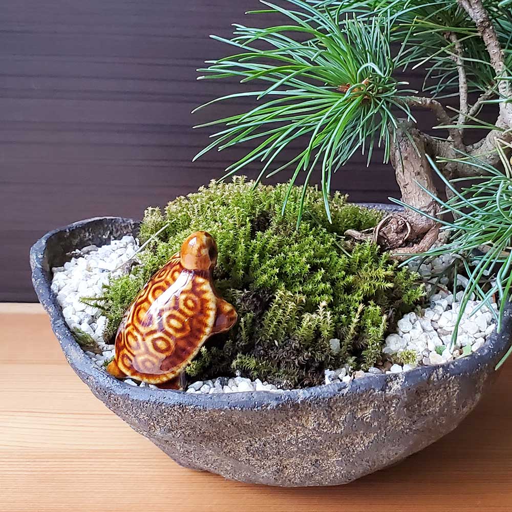 ミニチュア 添配 フィギュア 盆景  茶亀(ちゃがめ) 幅4.5cm 亀 かめ zengarden karesansui