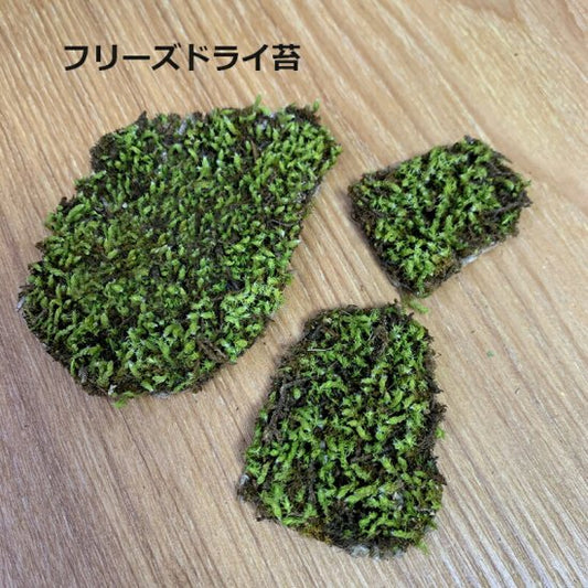 フリーズドライ苔 freezedrymoss スナゴケ 苔  zengarden karesansui