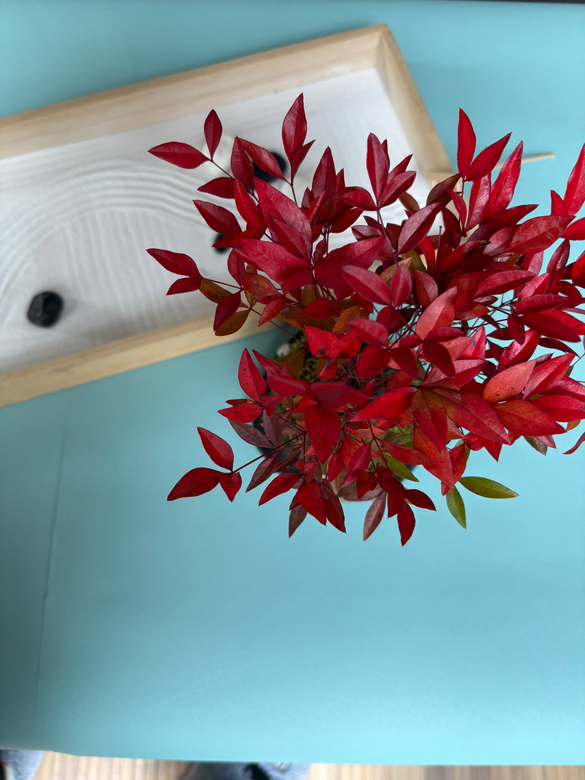 dry landscape garden