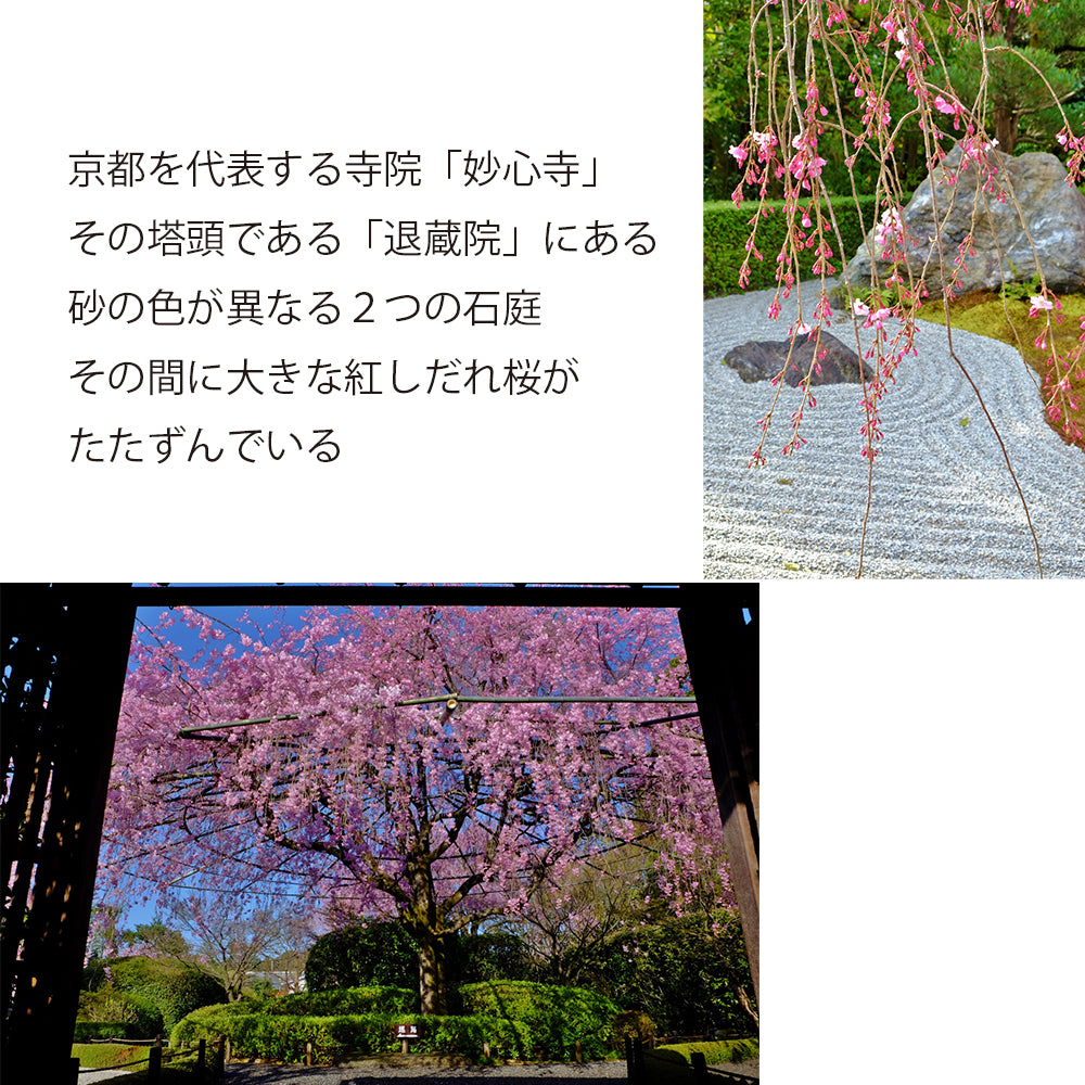 枯山水キット ＜ 陰陽の庭＞ 苔 ( アートモス ) つきセット