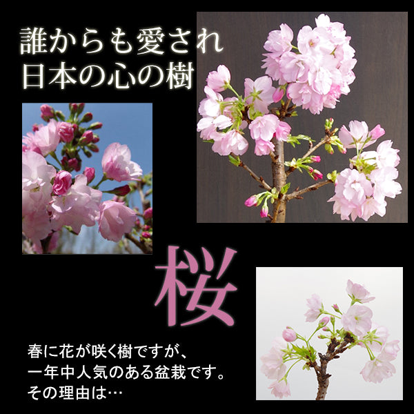 [Cherry blossoms are falling] [Enjoy cherry blossom viewing at Ryoanji Temple] ~ Karesansui (Ryoanji Temple) + Asahiyama cherry blossom moss ball ware and natural Moso bamboo decorative stand set